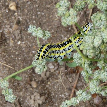 Wildlife at the heart of the City: the Beth Chatto Meanwhile Garden Wildlife at the heart of the City: the Beth Chatto Meanwhile Garden