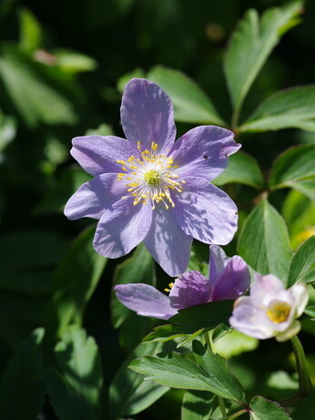 How to grow dwarf anemones