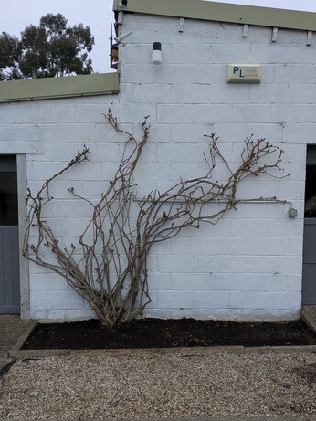 Weekly catch up with garden & propagation Weekly catch up with garden & propagation