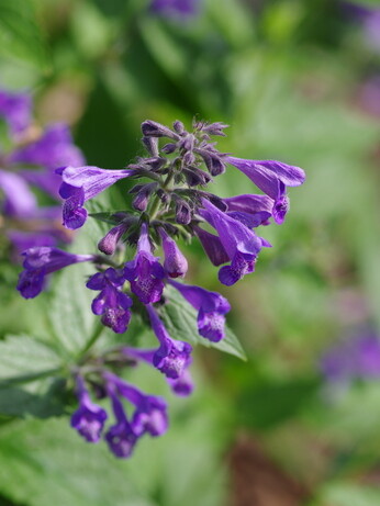 Nepeta (Catmint)- how to grow and care for