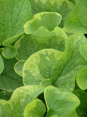 How to grow brunnera