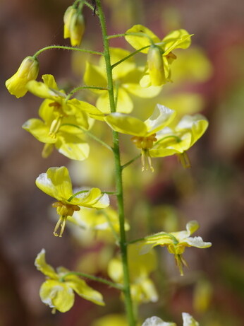 How to grow epimedium 