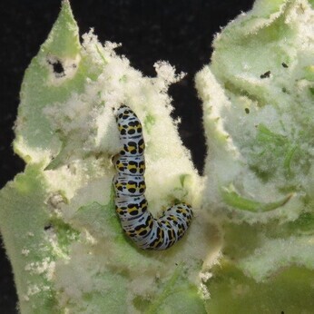 Wildlife at the heart of the City: the Beth Chatto Meanwhile Garden Wildlife at the heart of the City: the Beth Chatto Meanwhile Garden