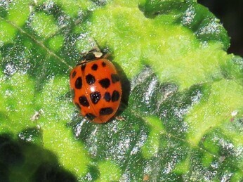 Wildlife at the heart of the City: the Beth Chatto Meanwhile Garden Wildlife at the heart of the City: the Beth Chatto Meanwhile Garden