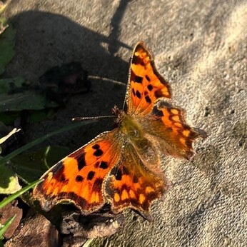 Wild Words from the Ground - December/January Wild Words from the Ground - December/January