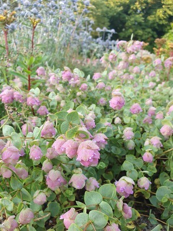 Origanum- the perfect Gravel Garden plant