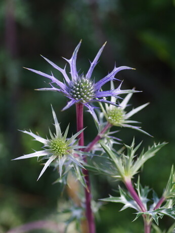 How to grow eryngium (sea holly)