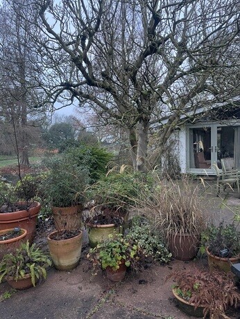 Weekly catch up with garden & propagation Weekly catch up with garden & propagation