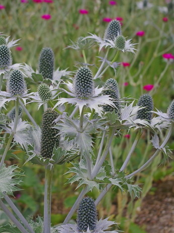 How to grow eryngium (sea holly)