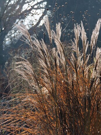 Favourite winter seedheads for wildlife