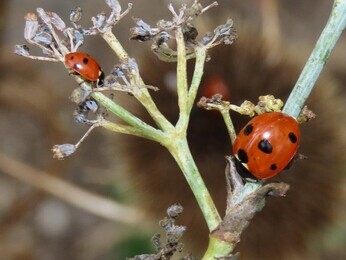 Wildlife at the heart of the City: the Beth Chatto Meanwhile Garden Wildlife at the heart of the City: the Beth Chatto Meanwhile Garden