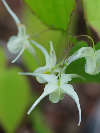 How to grow epimedium 