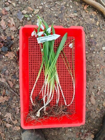 Weekly catch up with garden & propagation Weekly catch up with garden & propagation