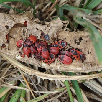 Wildlife at the heart of the City: the Beth Chatto Meanwhile Garden Wildlife at the heart of the City: the Beth Chatto Meanwhile Garden