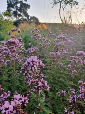 Origanum- the perfect Gravel Garden plant