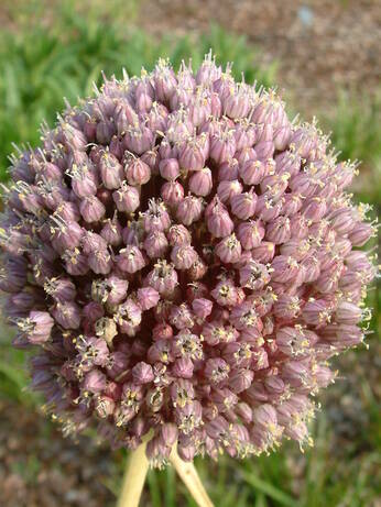 Growing summer flowering alliums