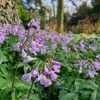 Apprentice Hannah- 'My favourite places in the garden'