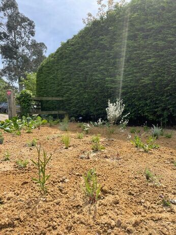 New area of drought-tolerant planting 