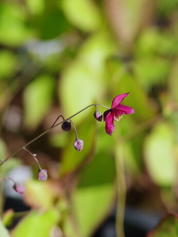 How to grow epimedium 