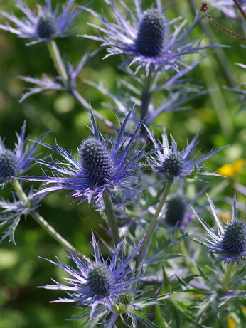 How to grow eryngium (sea holly)