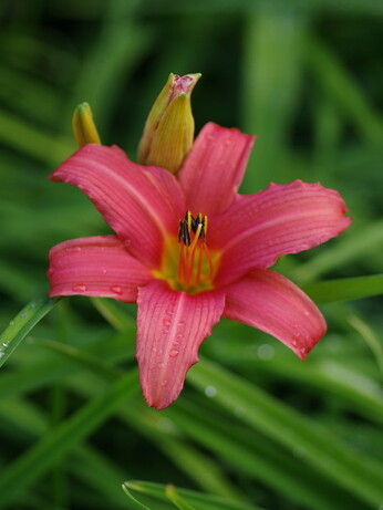 Hemerocallis (day lily)