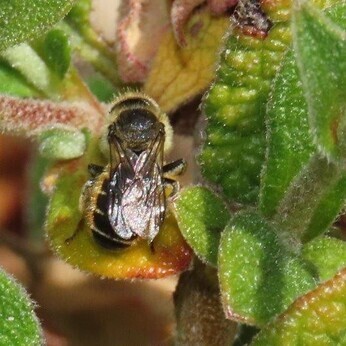 Wildlife at the heart of the City: the Beth Chatto Meanwhile Garden Wildlife at the heart of the City: the Beth Chatto Meanwhile Garden