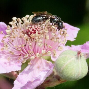 Wildlife at the heart of the City: the Beth Chatto Meanwhile Garden Wildlife at the heart of the City: the Beth Chatto Meanwhile Garden