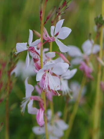 How to grow oenothera (gaura)