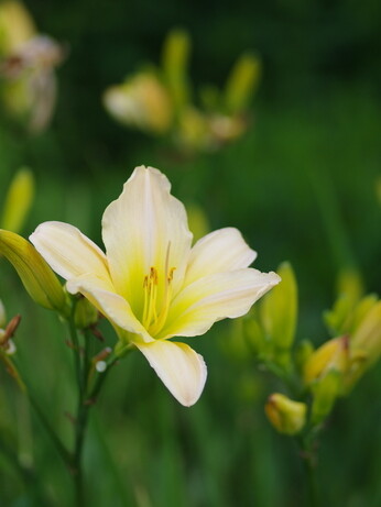 Hemerocallis (day lily)