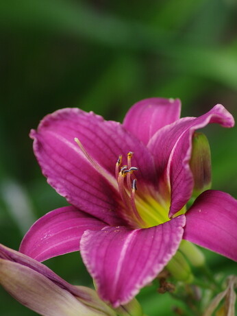 Hemerocallis (day lily)