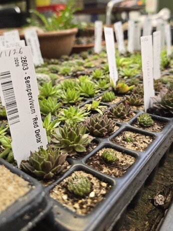 Weekly catch up with garden & propagation Weekly catch up with garden & propagation