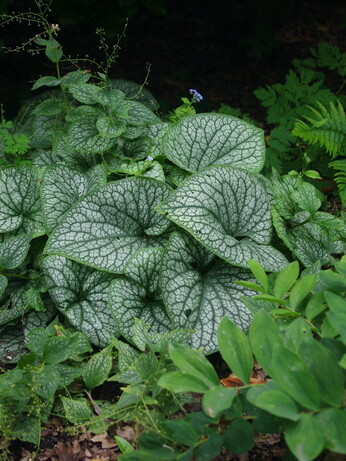 How to grow brunnera