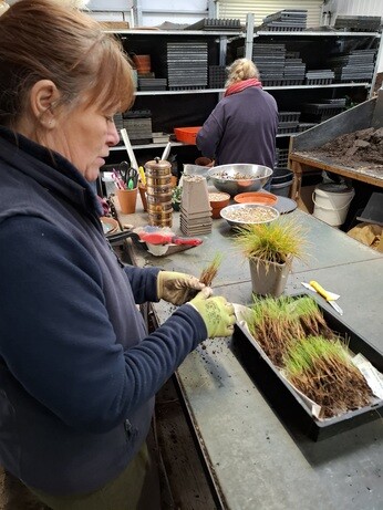 February news from the garden and propagation