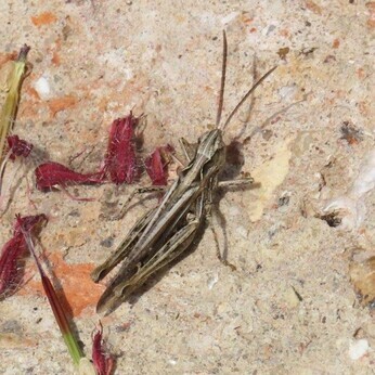 Wildlife at the heart of the City: the Beth Chatto Meanwhile Garden Wildlife at the heart of the City: the Beth Chatto Meanwhile Garden
