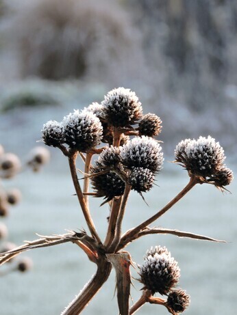 Favourite winter seedheads for wildlife