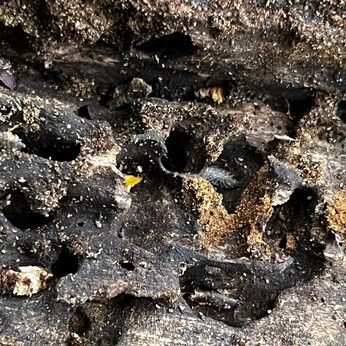 Wild Words from the Ground - December/January Wild Words from the Ground - December/January