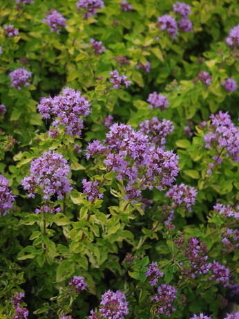 Origanum- the perfect Gravel Garden plant