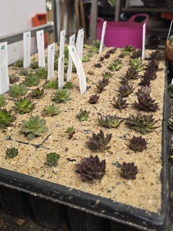 Weekly catch up with garden & propagation Weekly catch up with garden & propagation