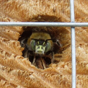 Wildlife at the heart of the City: the Beth Chatto Meanwhile Garden Wildlife at the heart of the City: the Beth Chatto Meanwhile Garden