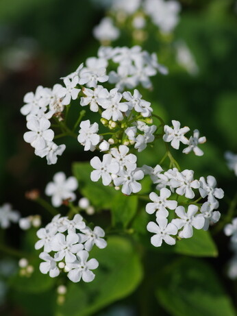 How to grow brunnera