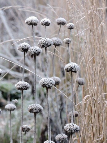 Favourite winter seedheads for wildlife