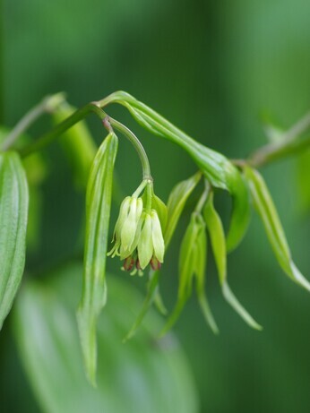 Top 10 unusual plants for a shady area