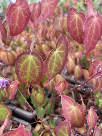 How to grow epimedium 