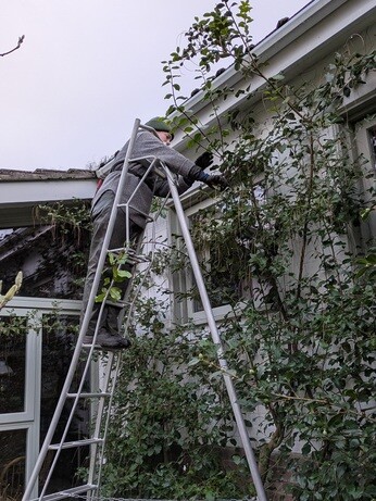 Weekly catch up with garden & propagation Weekly catch up with garden & propagation