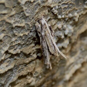 Wildlife at the heart of the City: the Beth Chatto Meanwhile Garden Wildlife at the heart of the City: the Beth Chatto Meanwhile Garden