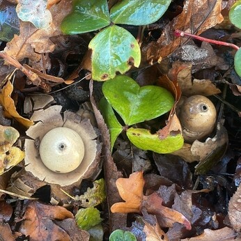 Wild Words from the Ground - December/January Wild Words from the Ground - December/January