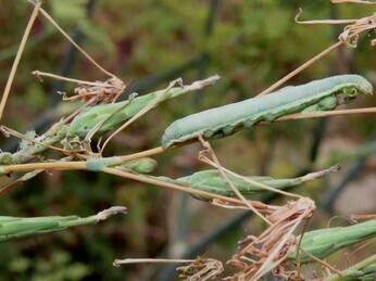 Wildlife at the heart of the City: the Beth Chatto Meanwhile Garden Wildlife at the heart of the City: the Beth Chatto Meanwhile Garden