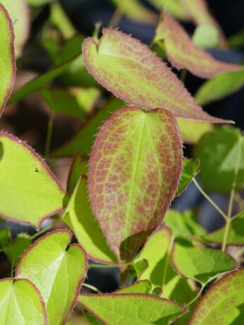 How to grow epimedium 