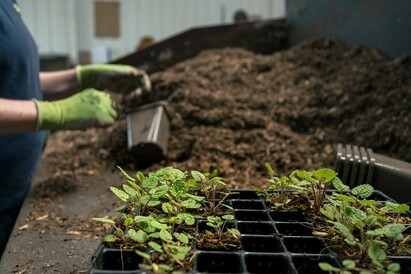 Plants from Beth's Garden to yours!