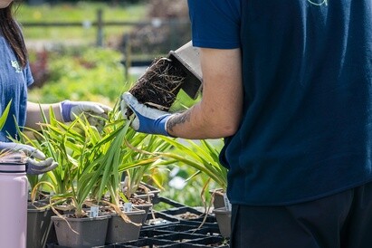 Plants from Beth's Garden to yours!